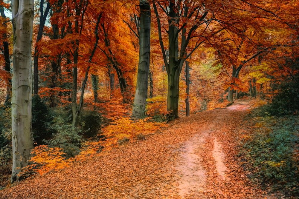 Autumn forest foliage